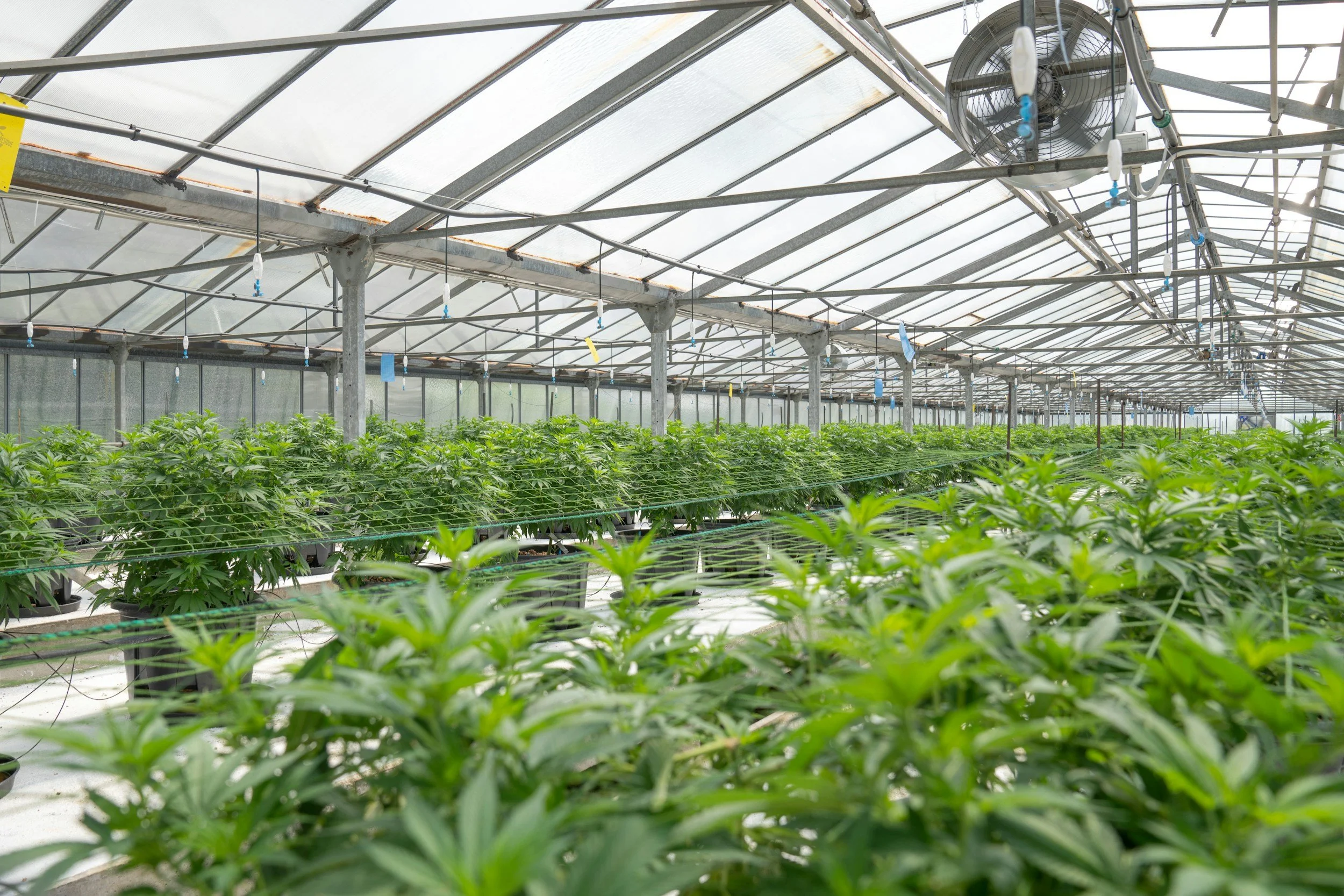 Inside a greenhouse with rows of cannabis plants, an industrial fan, and metal framework supporting the glass roof.