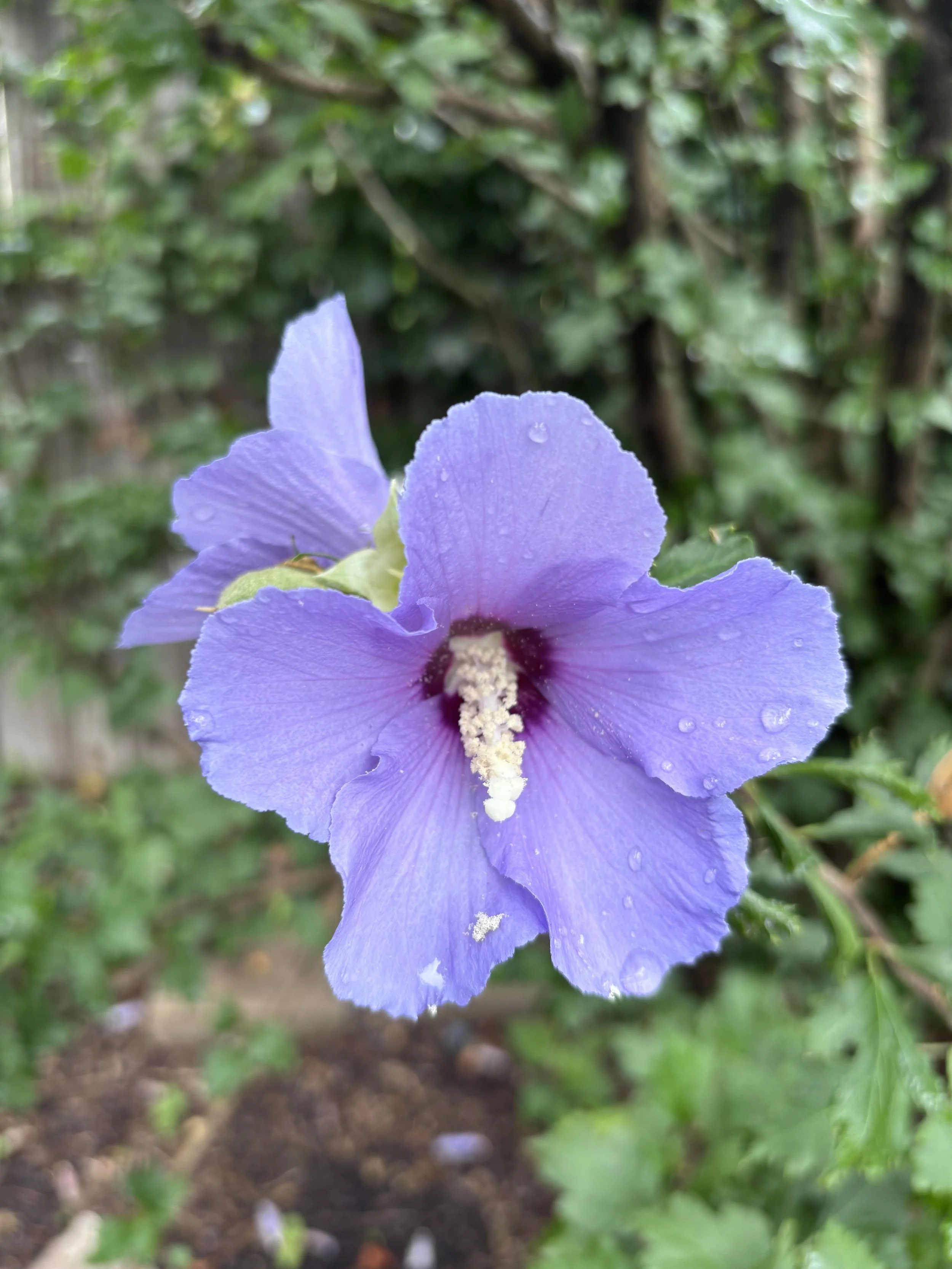 Close-up of a purple flower with petals covered in water droplets, set against a blurred green foliage background.