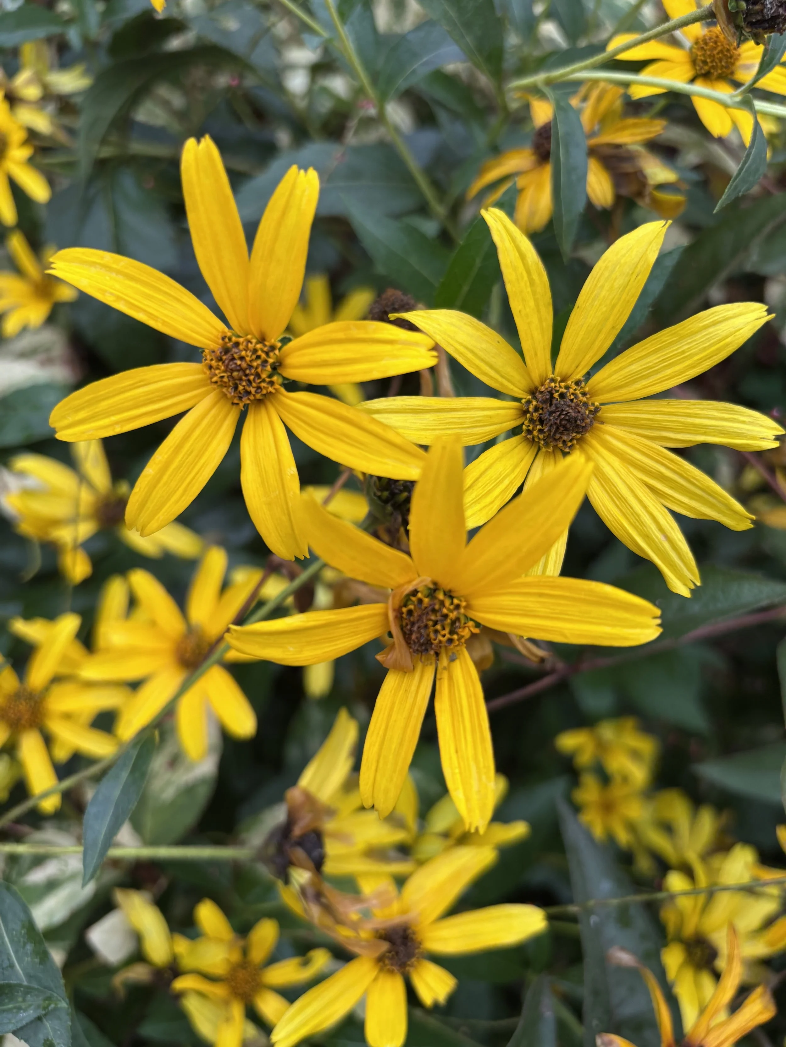 Yellow flowers with long petals and dark central discs among green leaves.