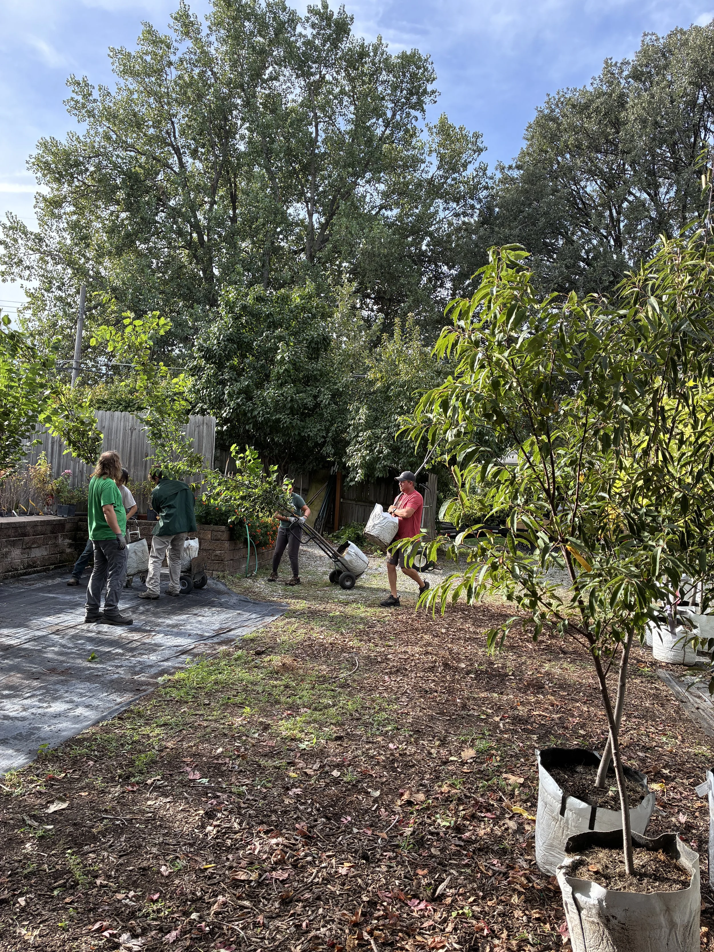 A group of people working in a backyard garden during daytime, planting or tending to trees and plants, with a wooden fence and tall trees in the background and a partly cloudy sky overhead.