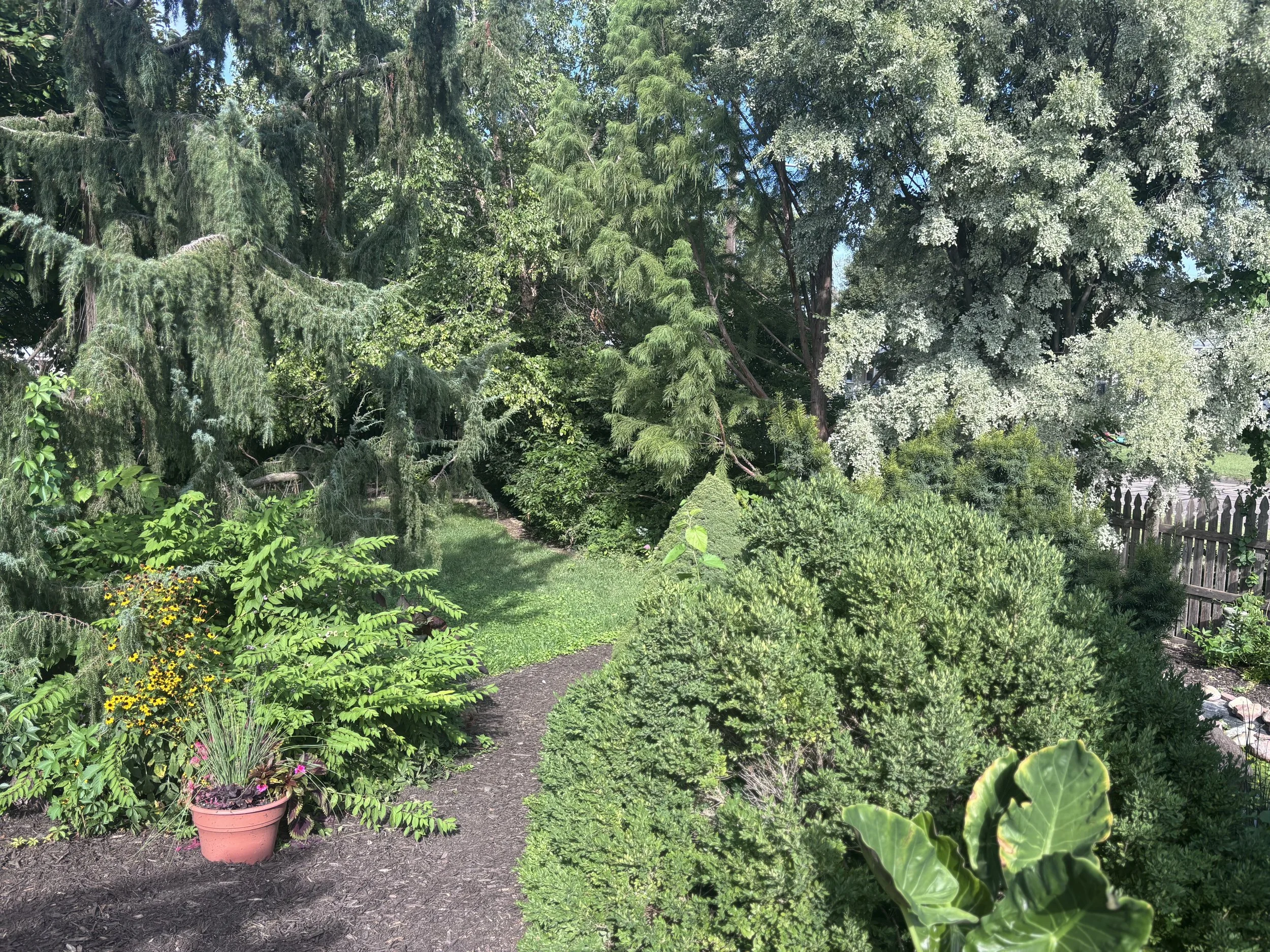 A lush garden path surrounded by green plants and trees, with a wooden fence visible on the right, and potted flowers on the left.