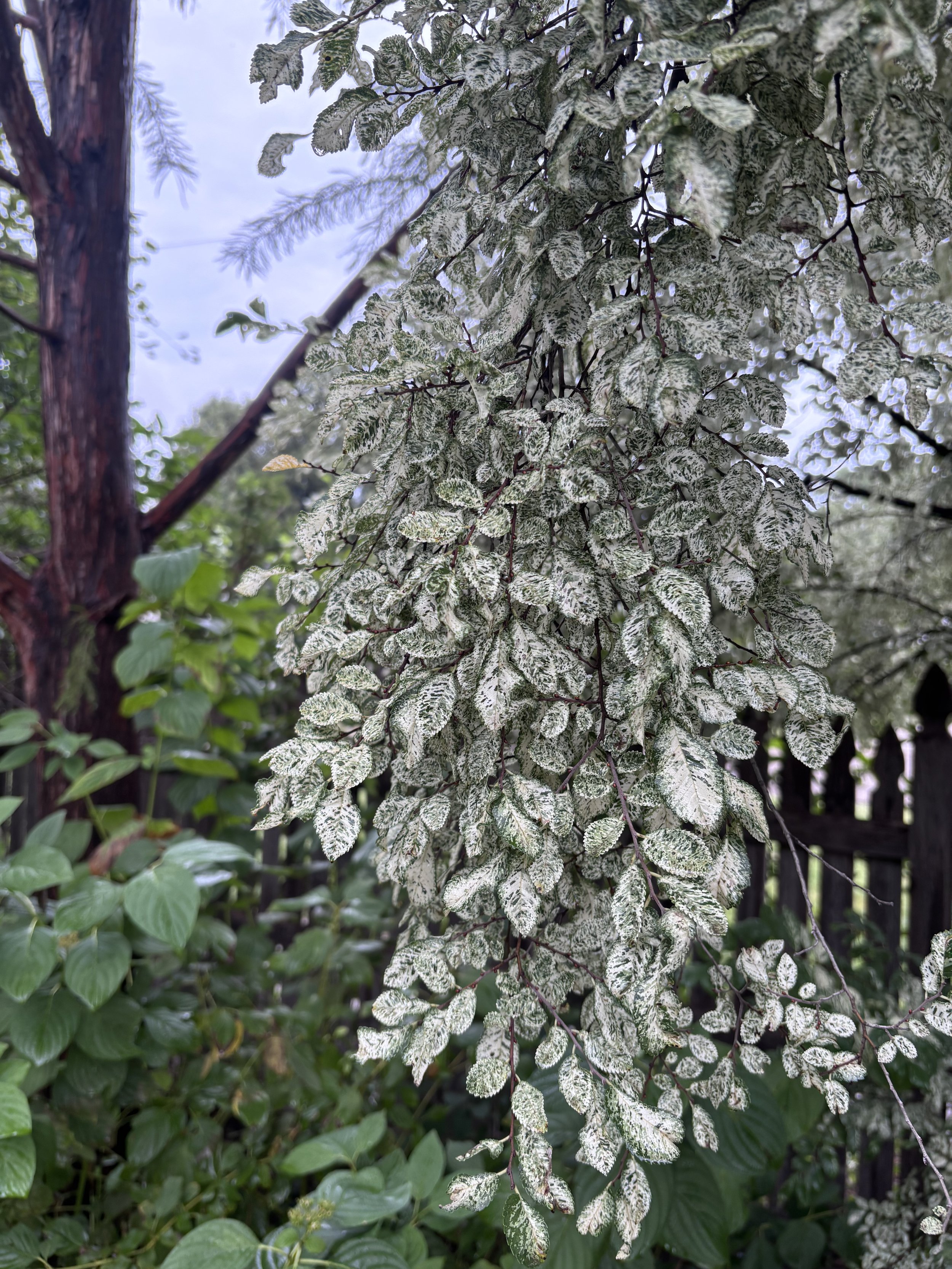 Close-up of variegated leaves with white, green, and pink markings on a tree branch, with a background of various green foliage.