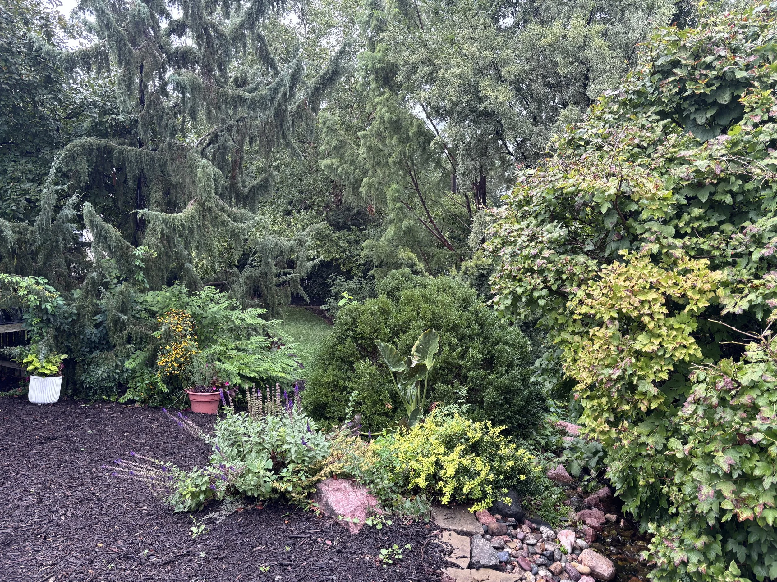 A lush garden with various green plants, shrubs, and trees, including a large tree with drooping branches, and a small gravel pathway on the right side. There are potted plants on the left, and the ground is covered with dark mulch.