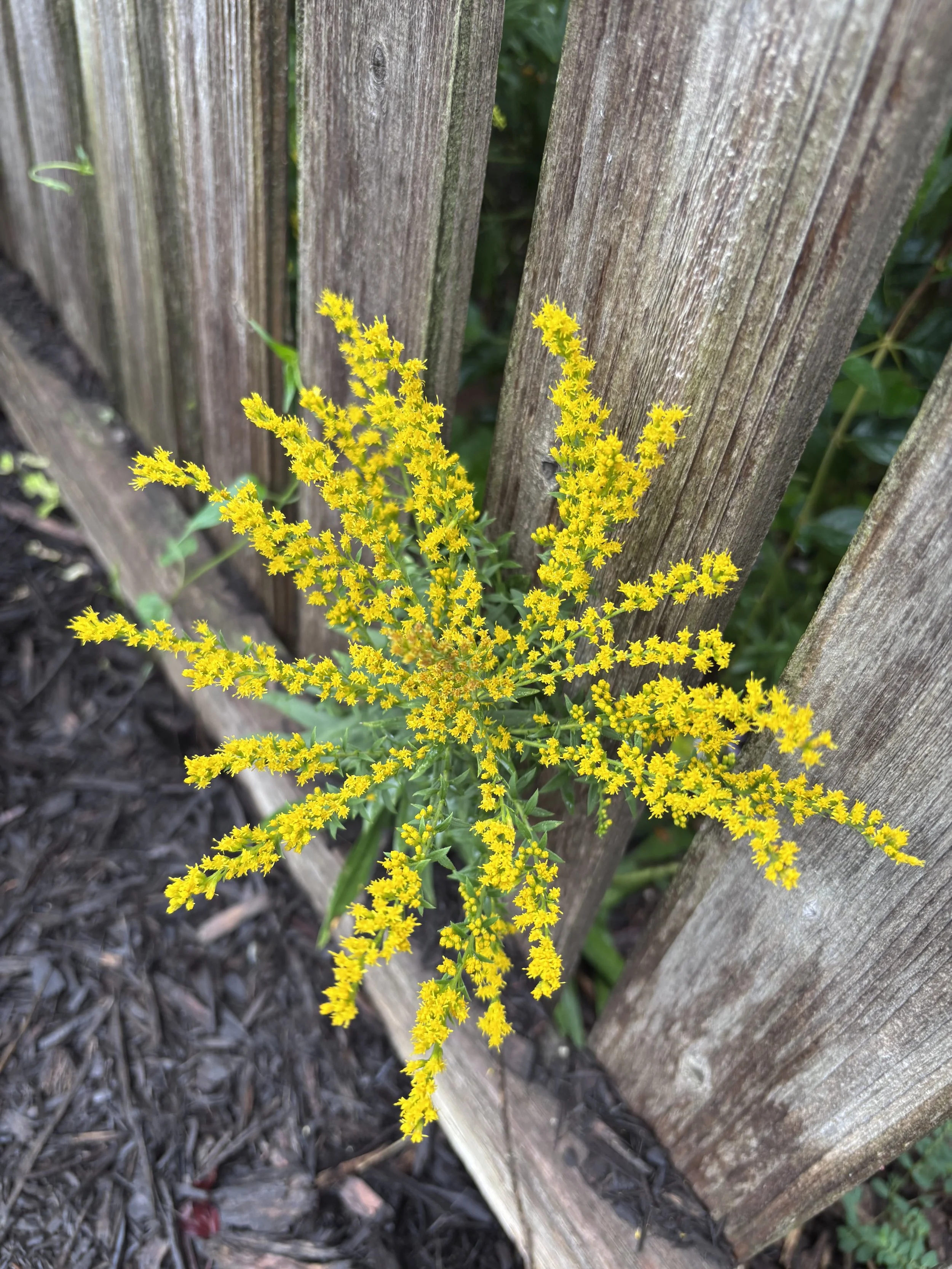 Yellow flowering plant growing next to a weathered wooden fence.