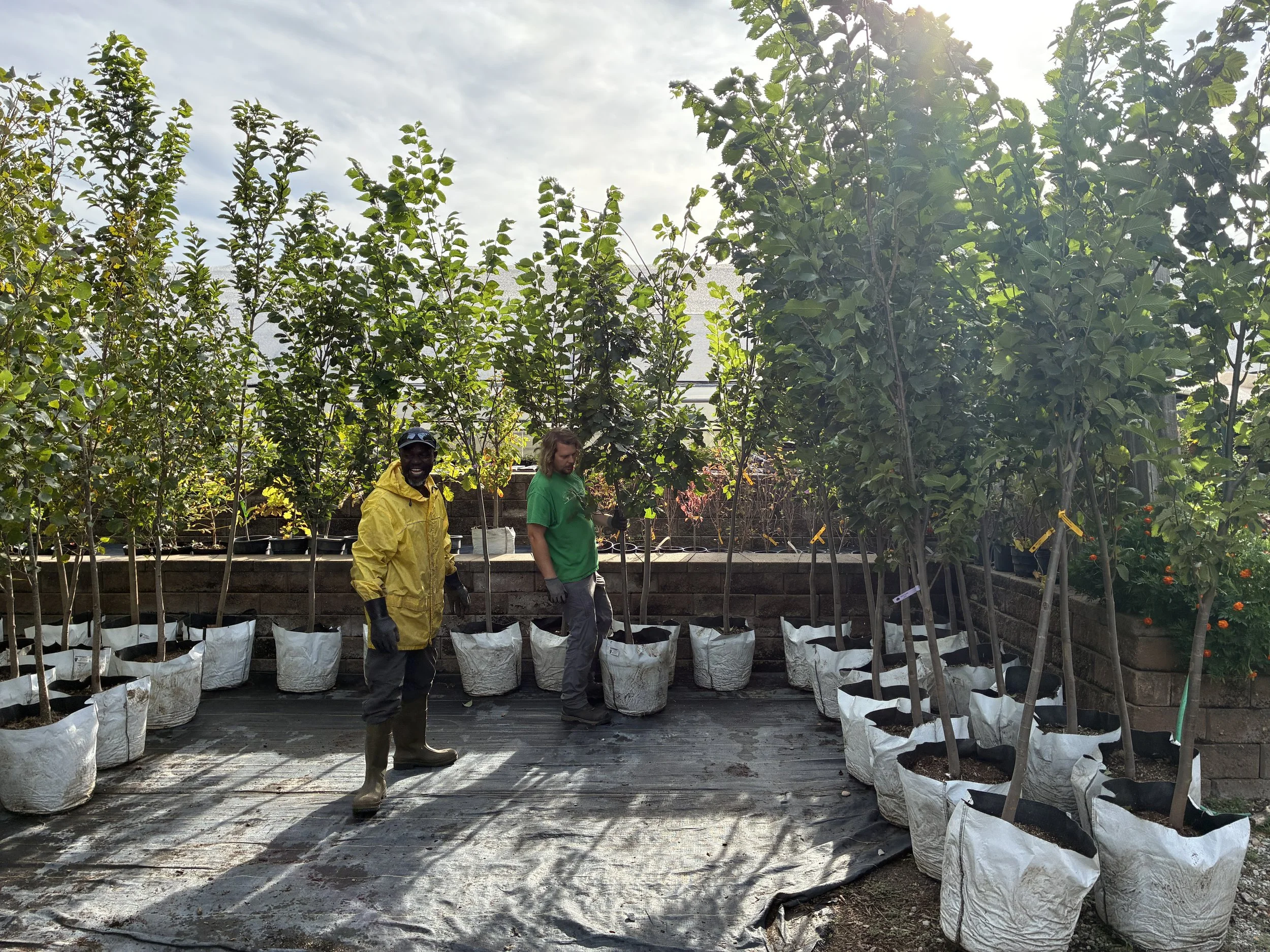 Two men standing among potted young trees in a greenhouse or nursery, with sunlight filtering through the cloudy sky above.