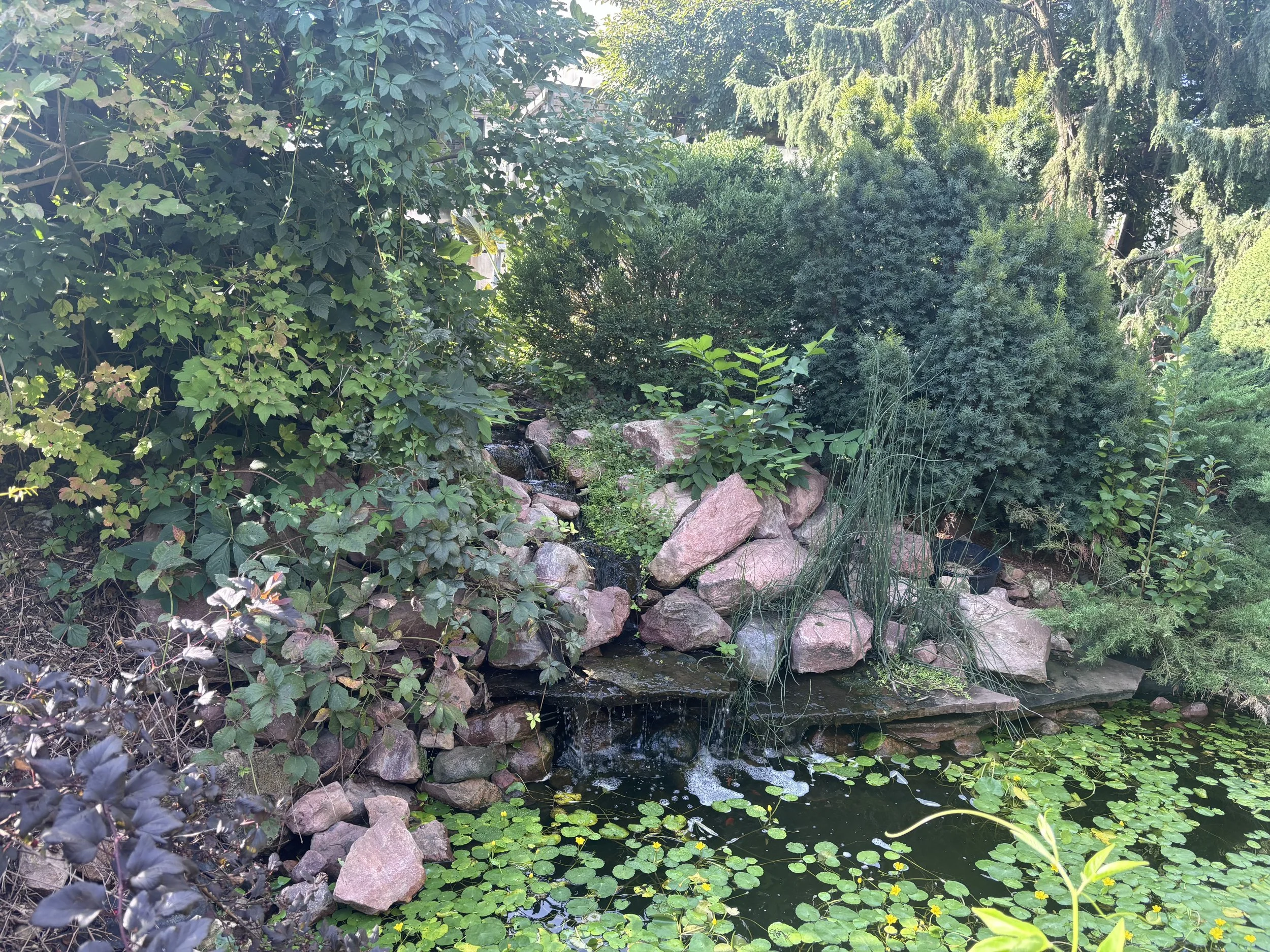 A lush garden scene with dense green foliage surrounding a small pond. The pond has water lilies and is bordered by rocks, with small waterfalls flowing into it. Tall trees and bushes provide shade.
