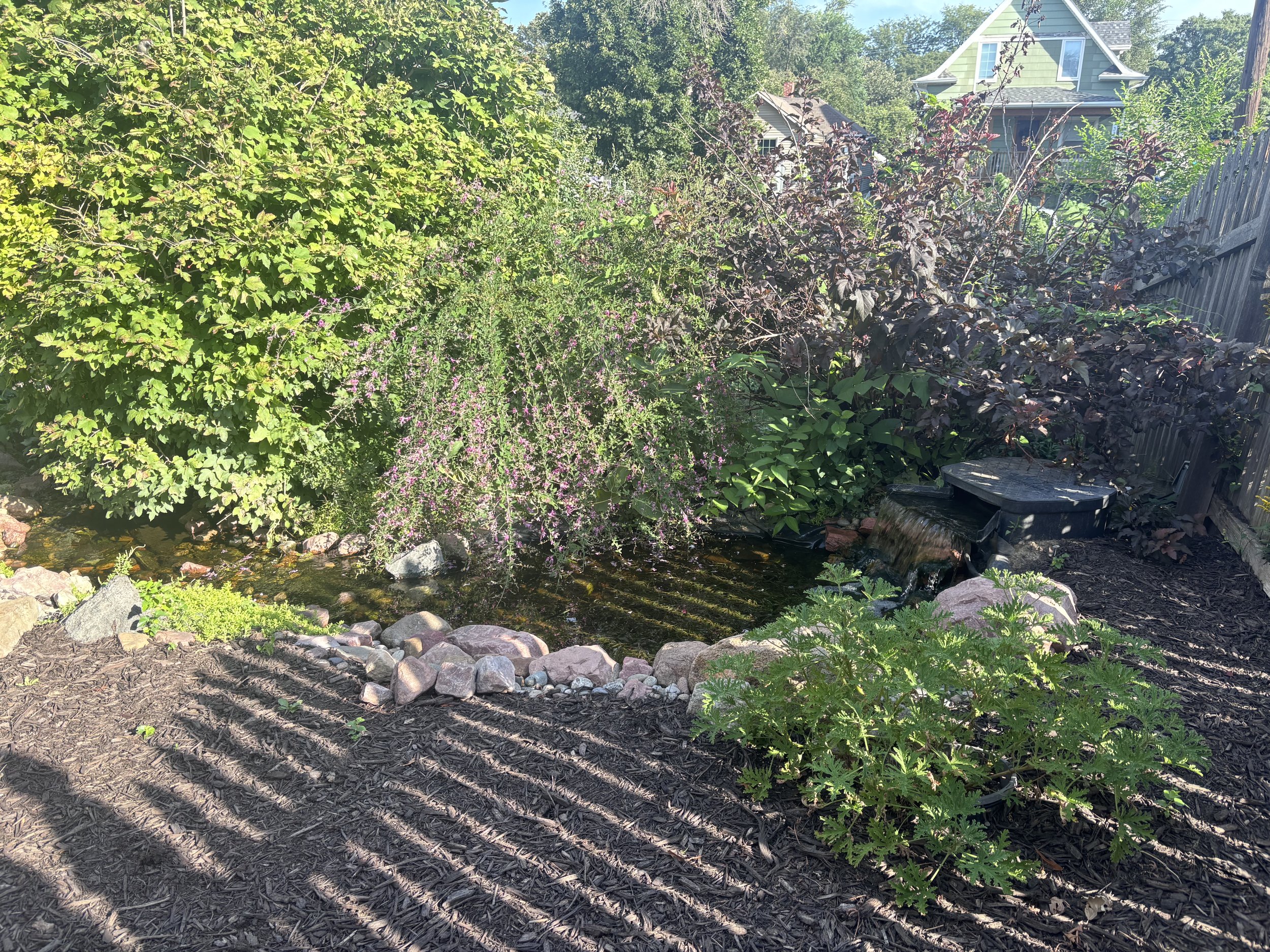 A backyard garden with lush green foliage, flowering plants, a small waterfall feature, and a house in the background.