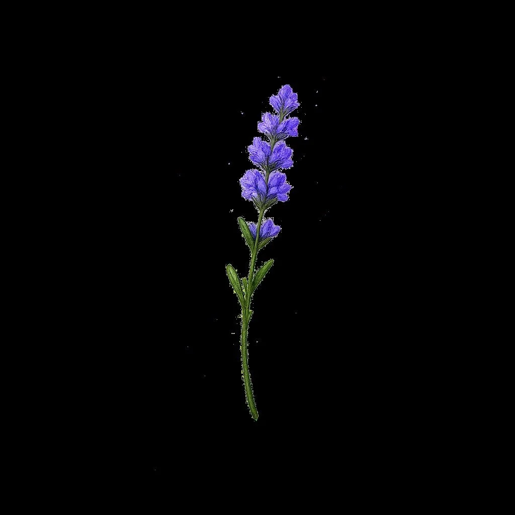 Lavenders Lab