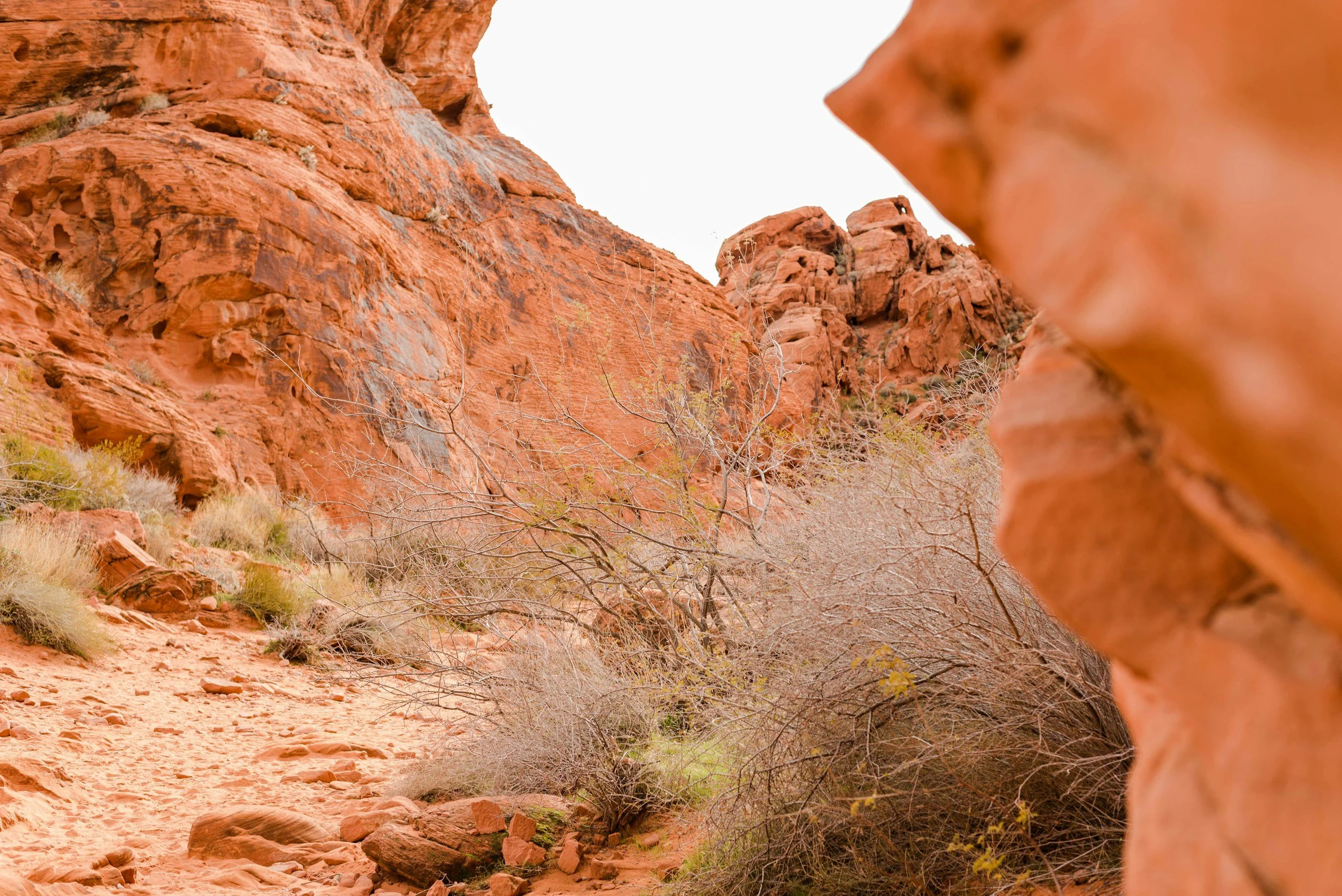 Red rock formations with sparse desert vegetation and dry shrubbery in a canyon landscape.