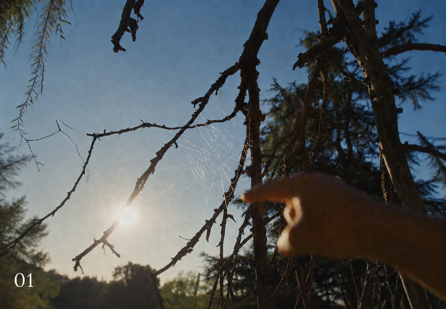 A hand reaching toward a sunlit spiderweb between tree branches in OpenAI’s “You Can Just Build Things” commercial.