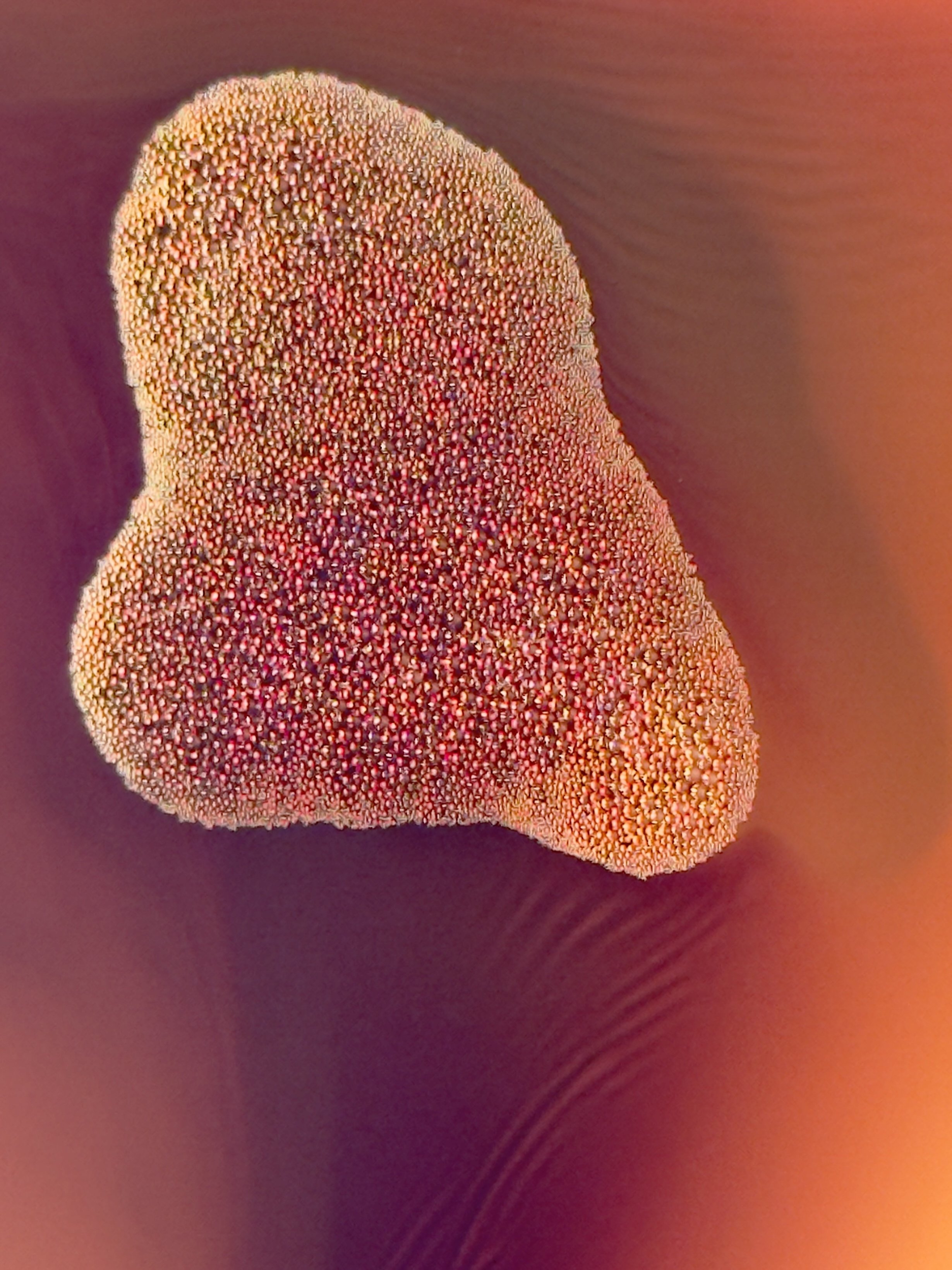 Bio