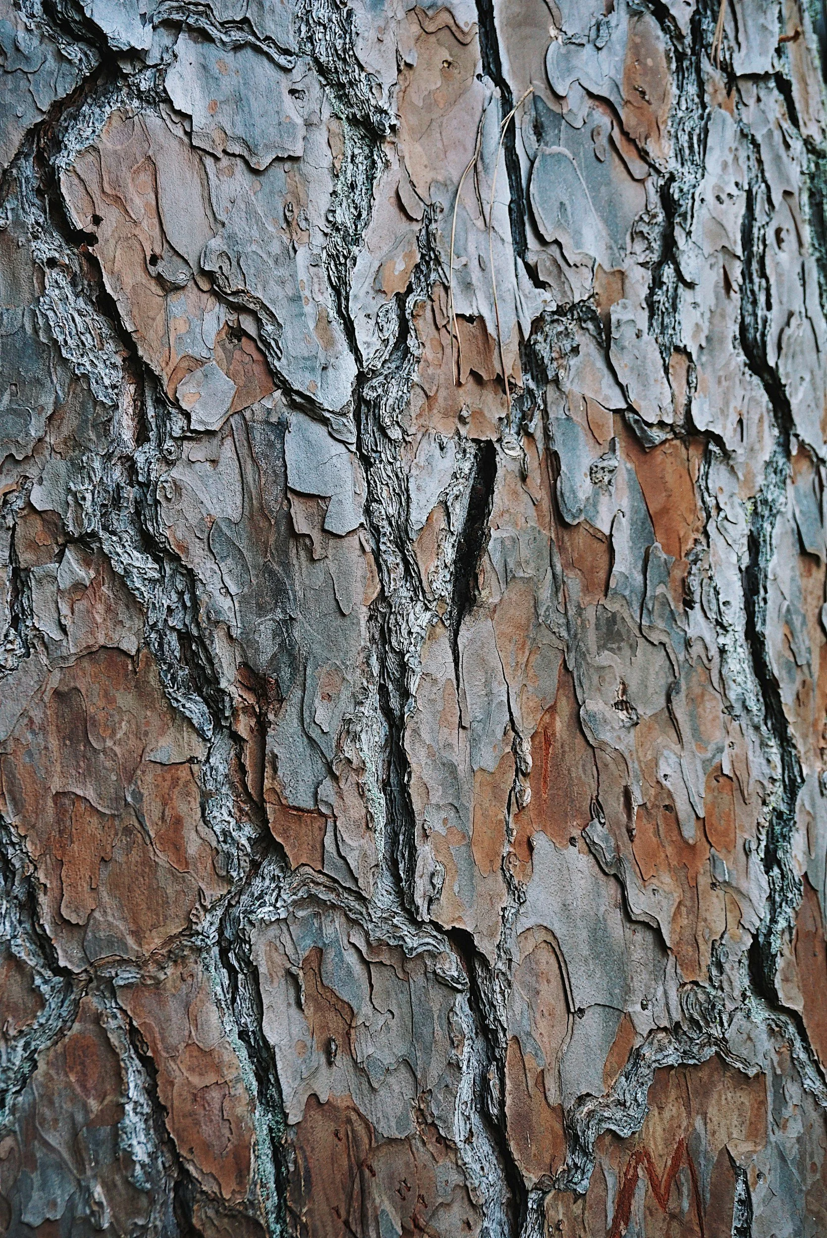 Close-up of tree bark with rough, textured surface showing shades of gray, brown, and hints of reddish hues.