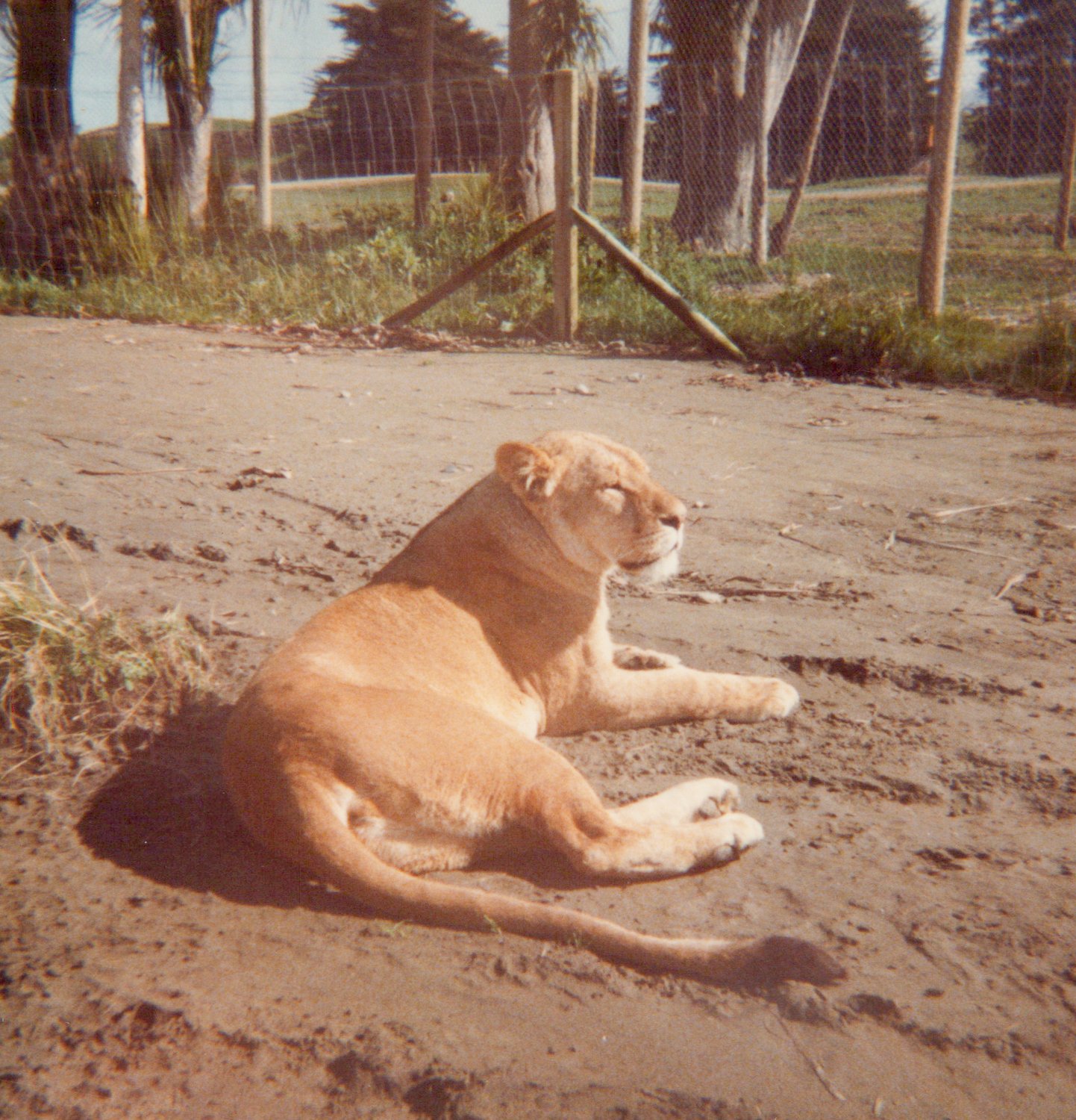 A lioness lays on the dirt ground with her eyes closed, near a fence with trees and grass in the background.