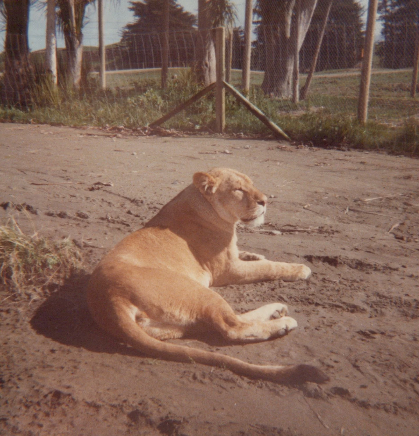 A lioness lying on the dirt ground with her eyes closed and facing sideways, surrounded by dry grass and a wooden fence in the background.