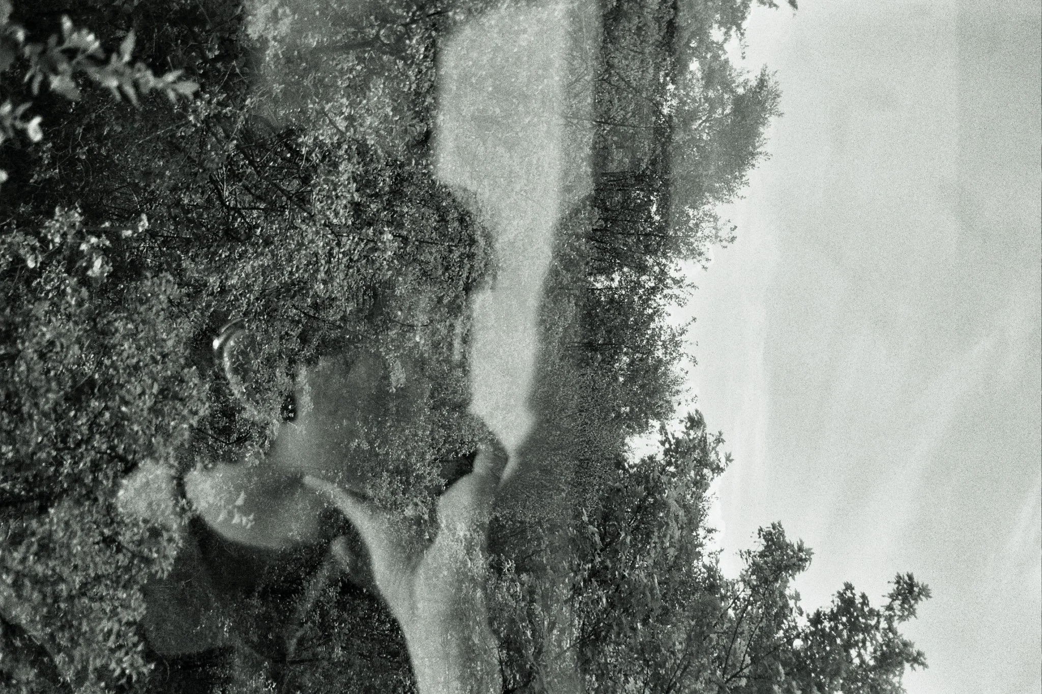 A foggy outdoor scene with trees and bushes, and a narrow path or trail in the middle.