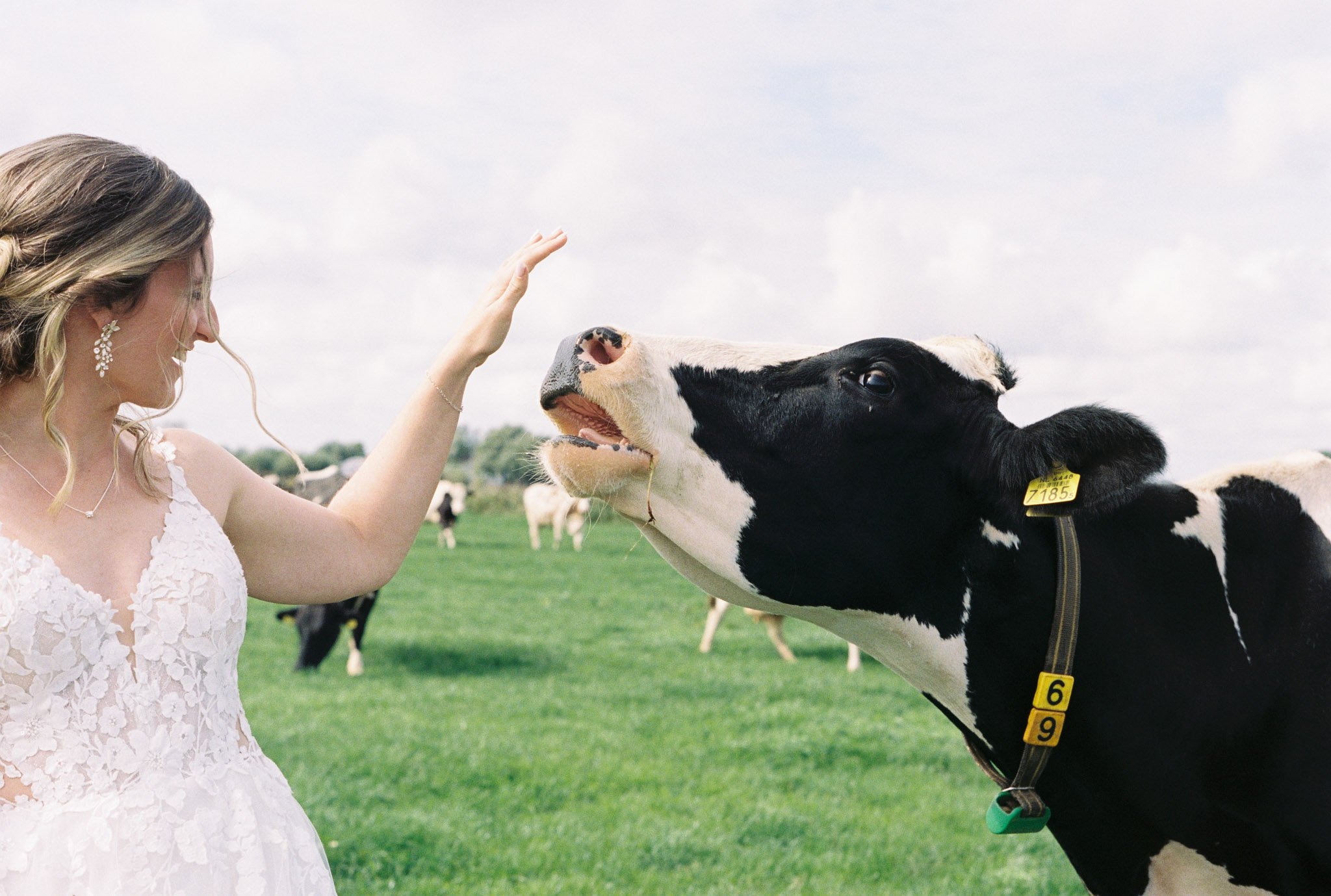 A woman in a white, floral dress playfully reaching out to a black and white Holstein cow in a green pasture, with more cows in the background.
