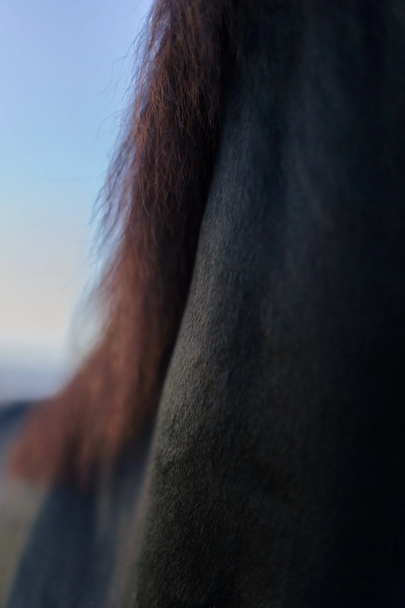 Close-up of a black horse's mane and neck, with the background blurred sky.
