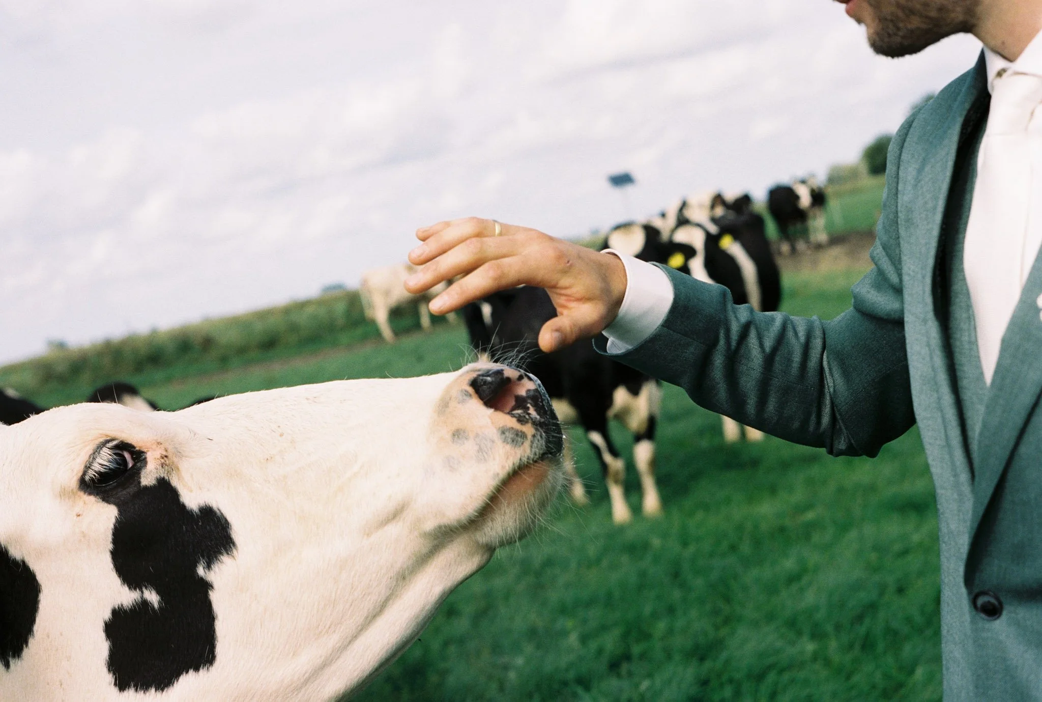A person in a suit petting a Holstein dairy cow in a pasture with other cows in the background.