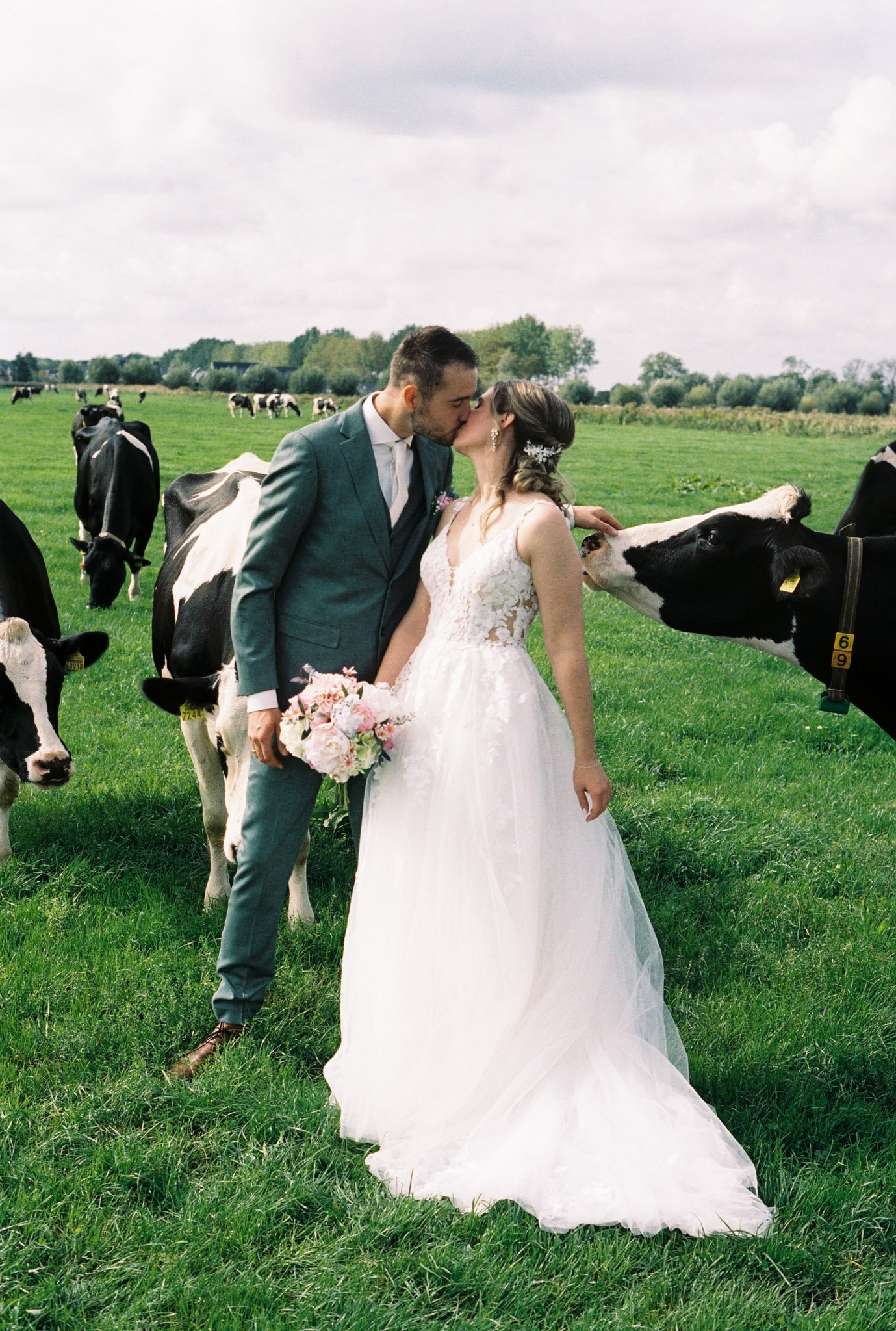 A newlywed couple, a man in a gray suit and a woman in a white wedding dress, kiss in a grassy field surrounded by black and white cows.