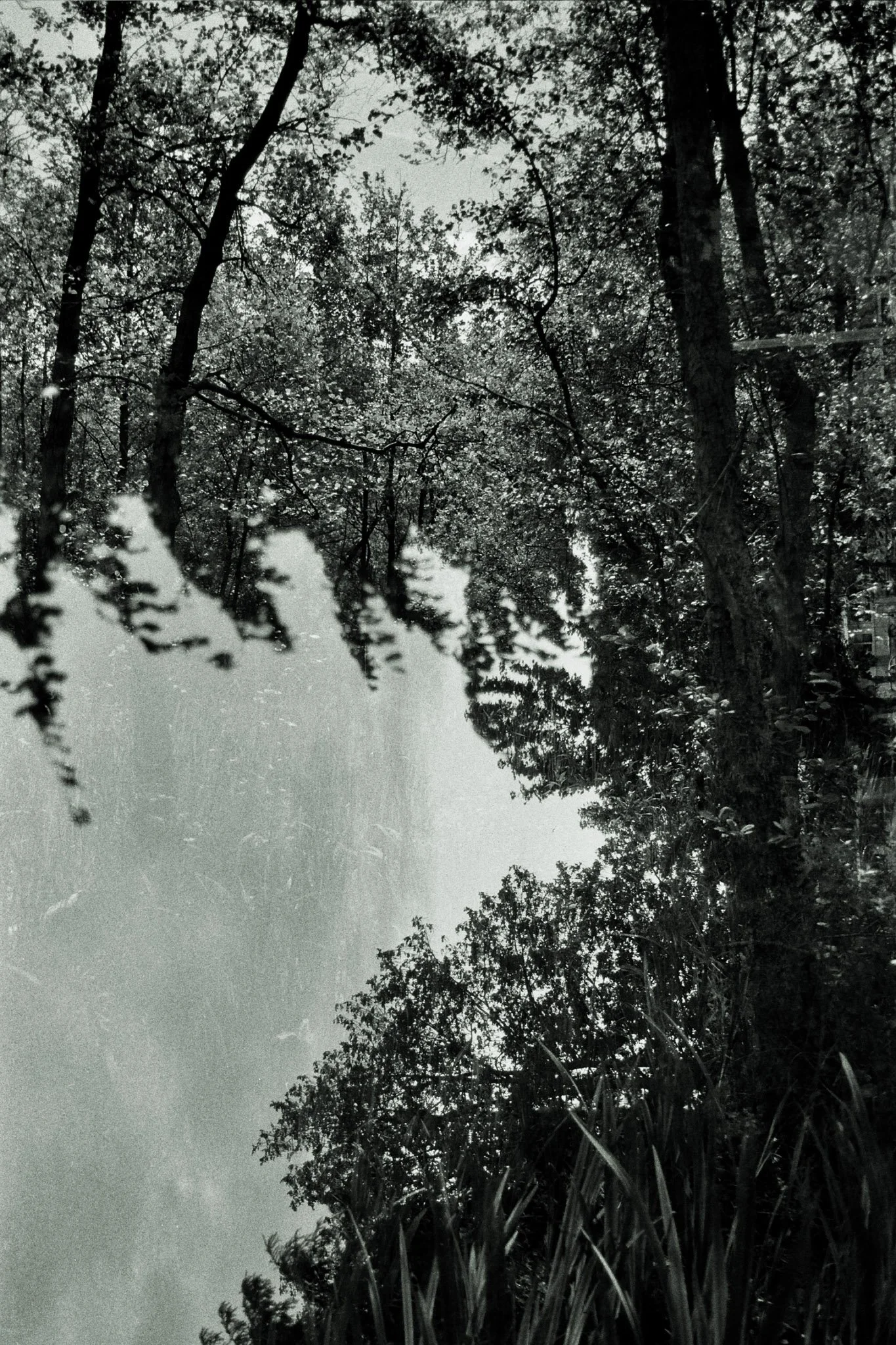 A black and white photo of a forest with tall trees and dense foliage, seen from below with the sky visible through the canopy.