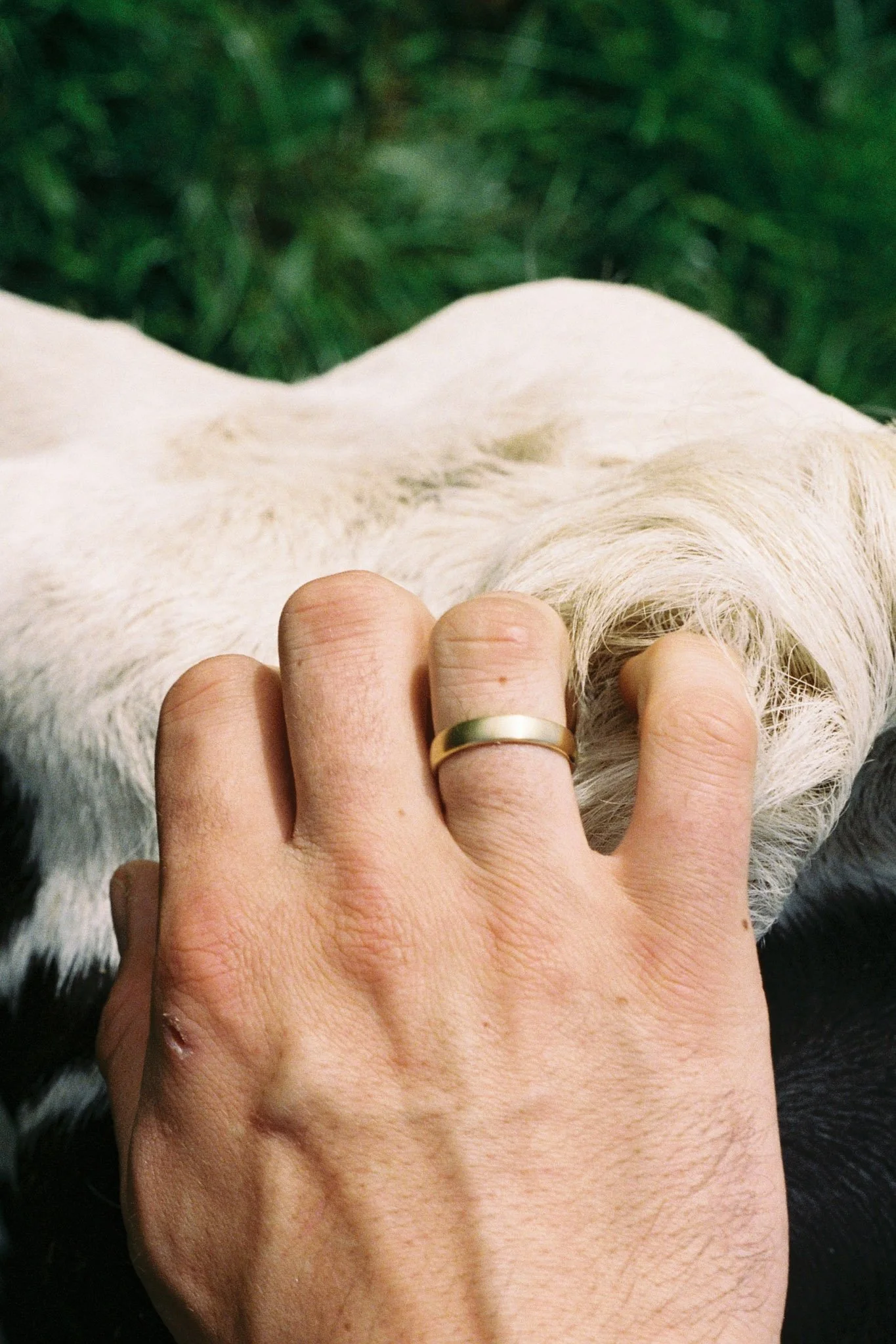 A person with light skin and short nails gently petting a white dog with fluffy fur using their hand, wearing a gold wedding band.