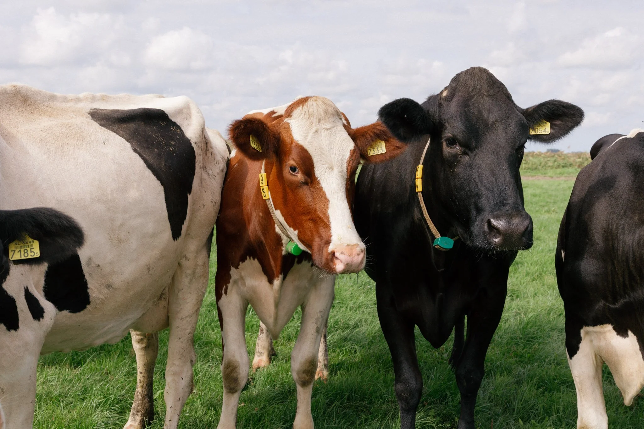 Group of farm cows standing on green grass under cloudy sky, showing ears with numbered tags.