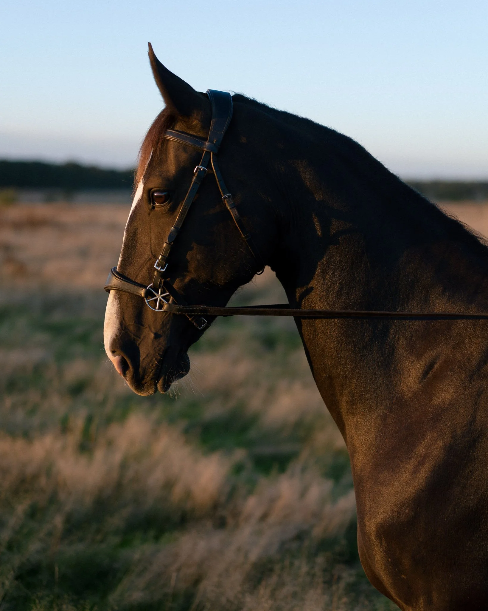 Close-up of a horse with a bridle, standing in a field during sunset.