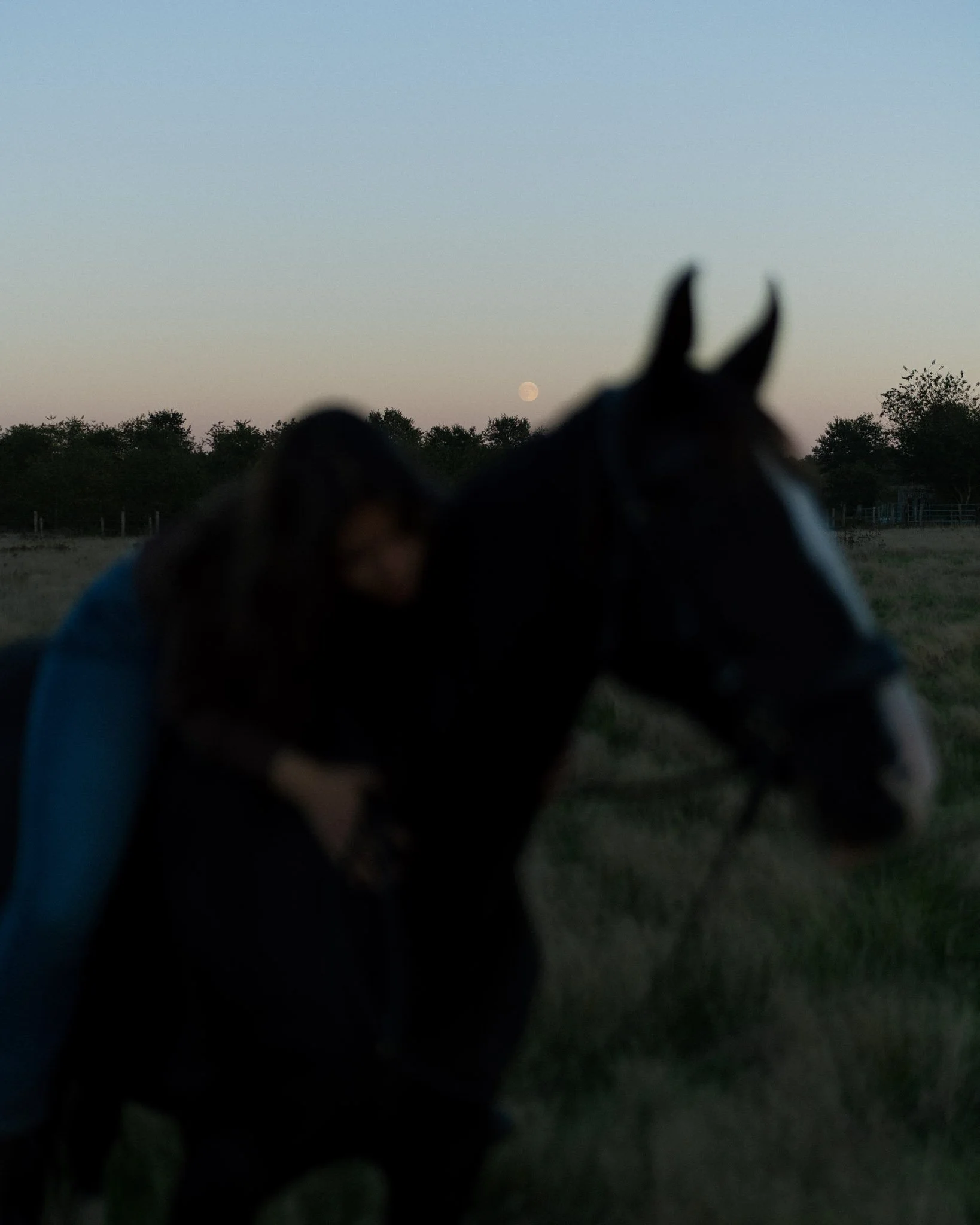 A person with dark hair and wearing a blue shirt is holding a black horse's head outdoors, with trees and a clear sky in the background during dusk. The moon is visible in the sky.