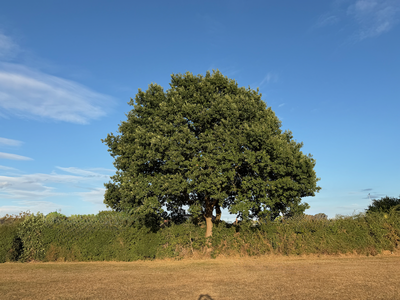 Large, leafy tree on a grassy field under a blue sky with a few clouds.