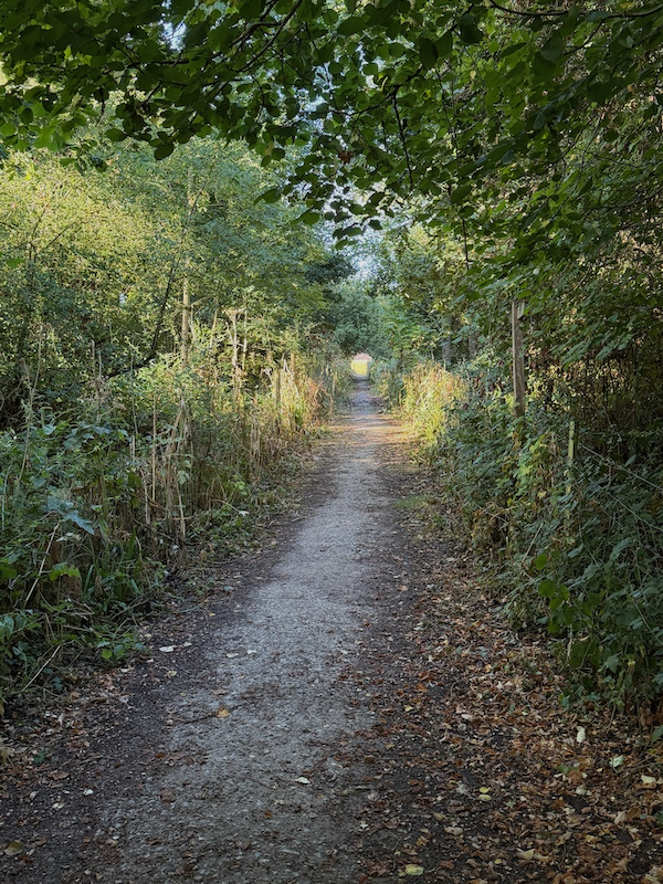 A dirt walking trail surrounded by green trees and foliage, with sunlight filtering through the leaves.