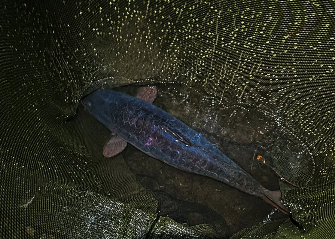 carpInNet.jpg