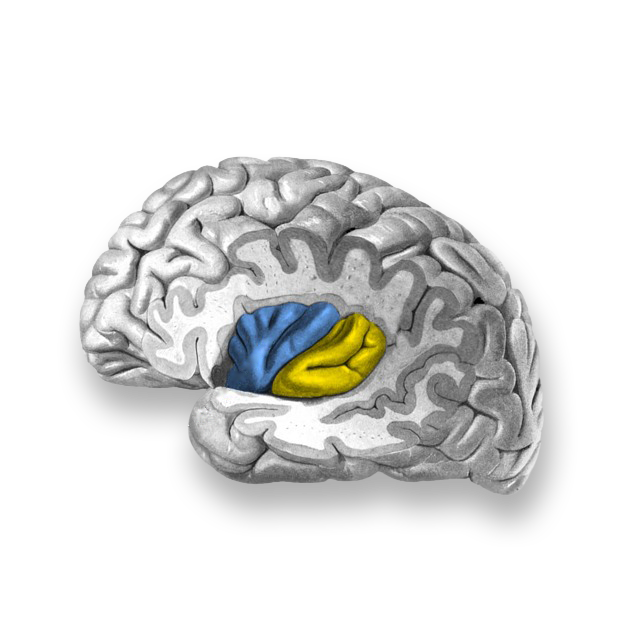 An illustration of the inter-hemispheric surface of the brain, highlighting the body-sensing region of the brain..