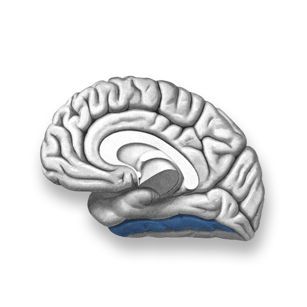 An illustration of the inter-hemispheric surface of the brain, highlighting the face-recognition region of the brain..