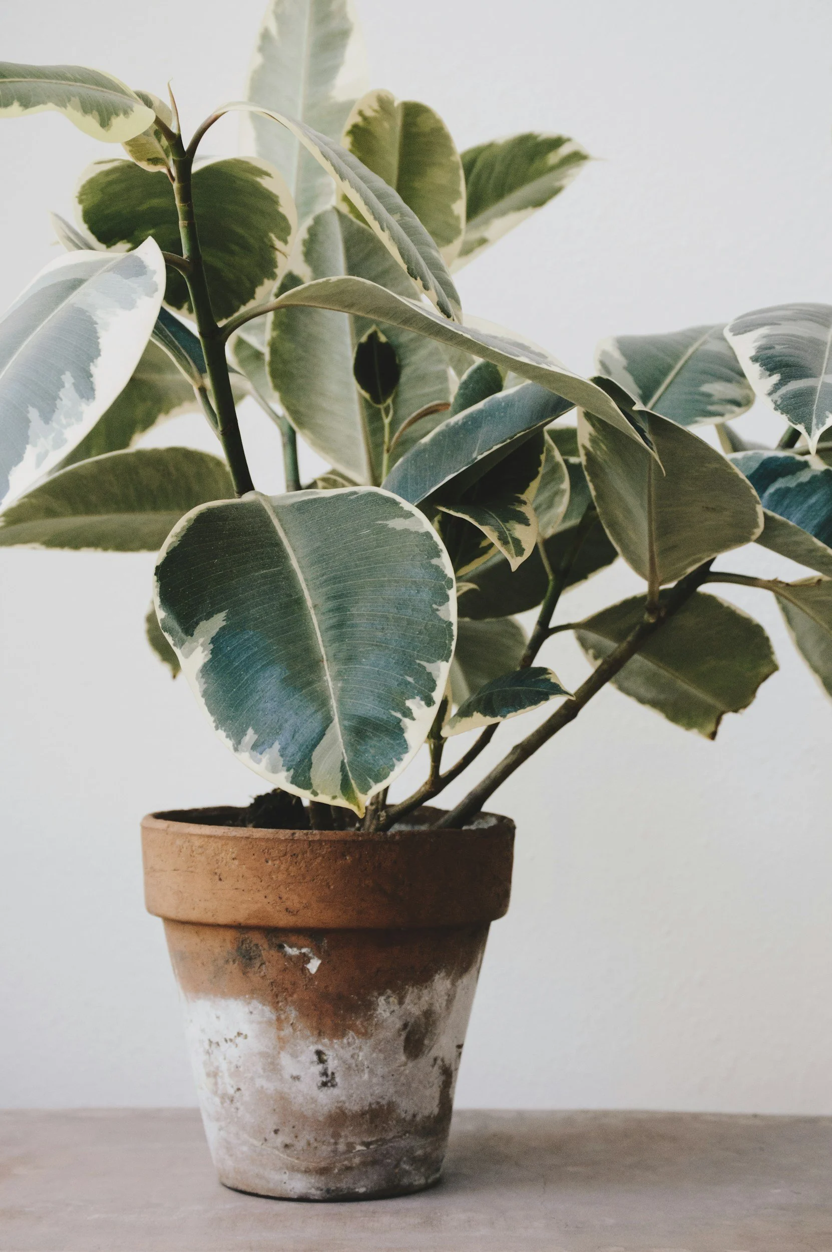 A potted variegated rubber plant with green and cream leaves in a terracotta pot against a white background.