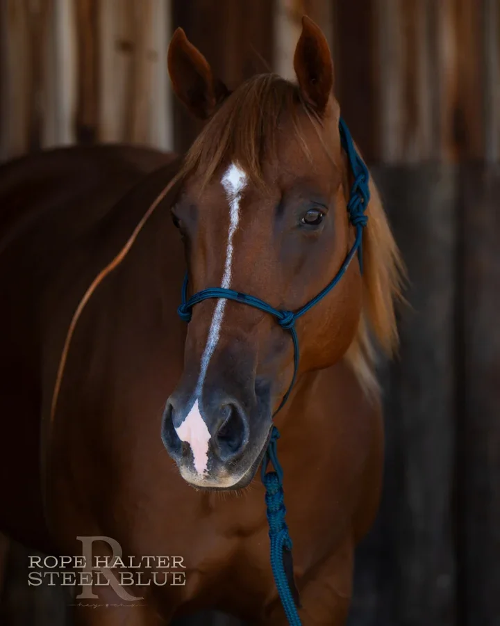 Redemption Steel Blue Rope Halter With Lead Rope