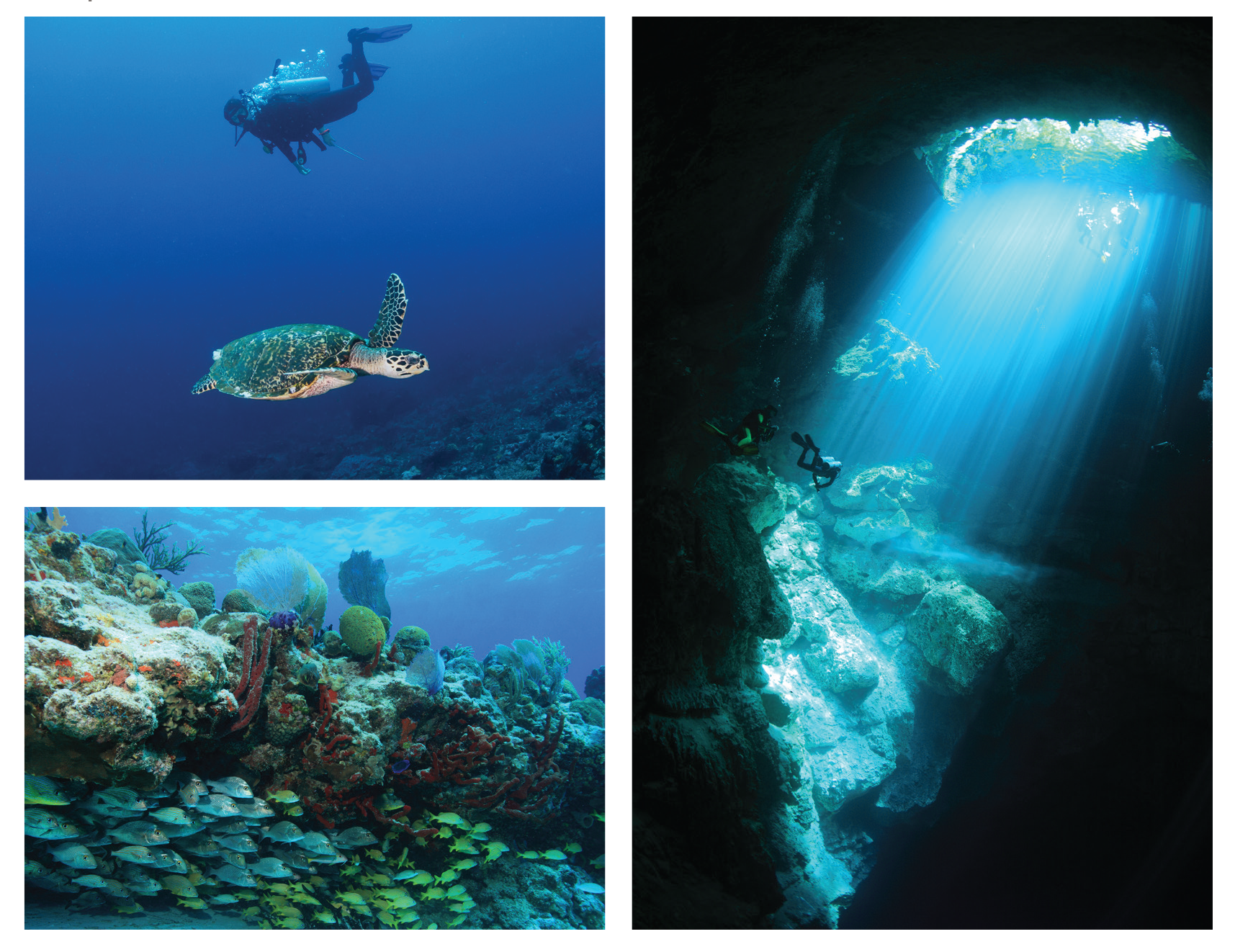 Mahekal Beach Resort: Vida Aquatica Dive Center logo inspiration.