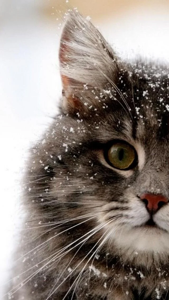 Buon Weekend: Embrace the Season...