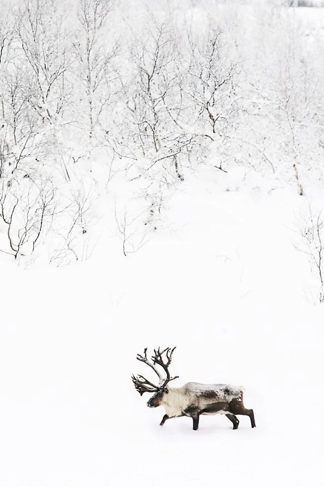 elk.jpg