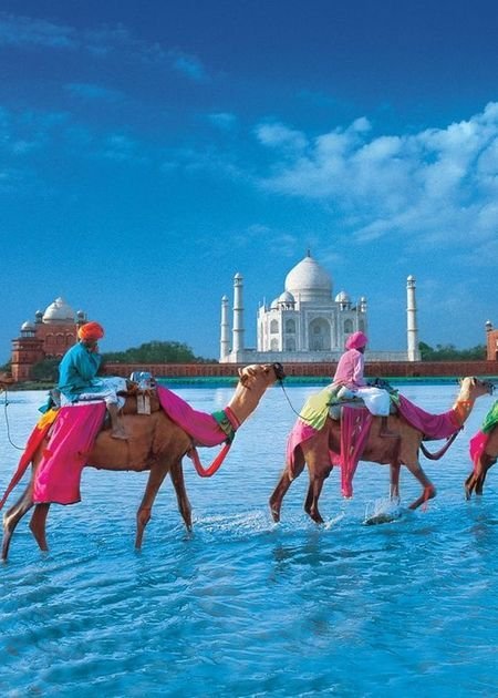 camels.jpg