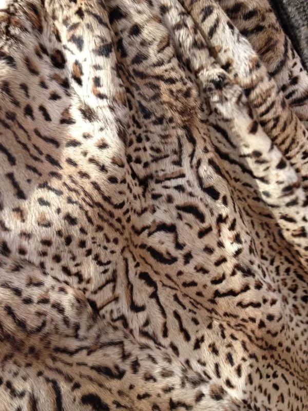 leopard.jpg