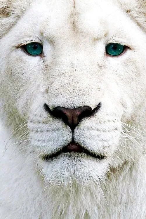 tiger.jpg