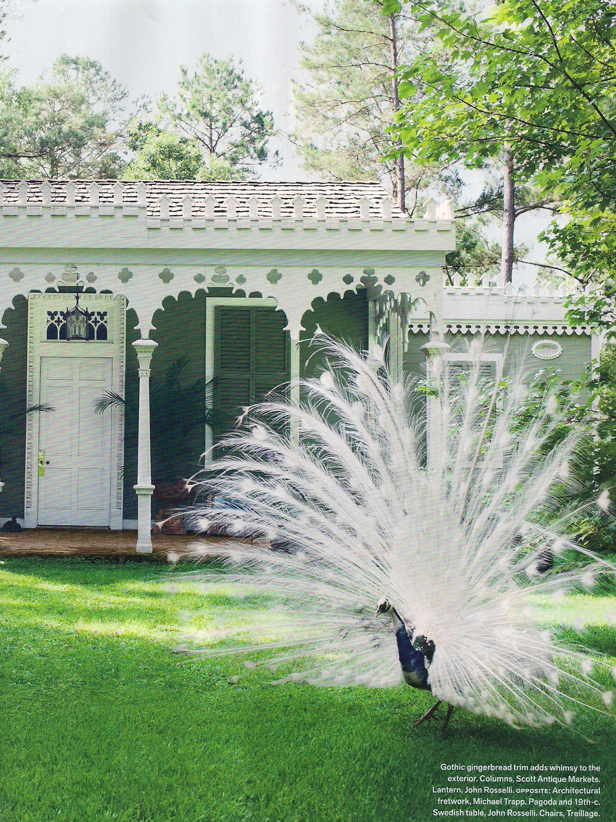 peacock.png