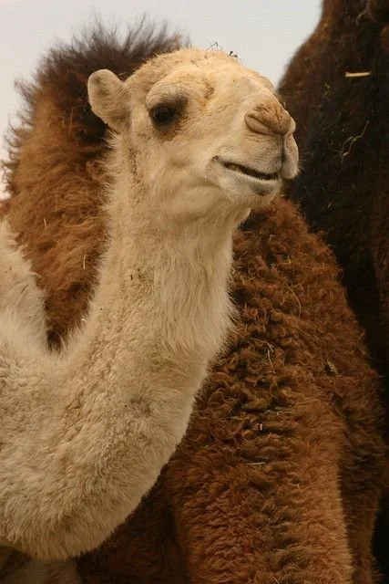 camel.jpg