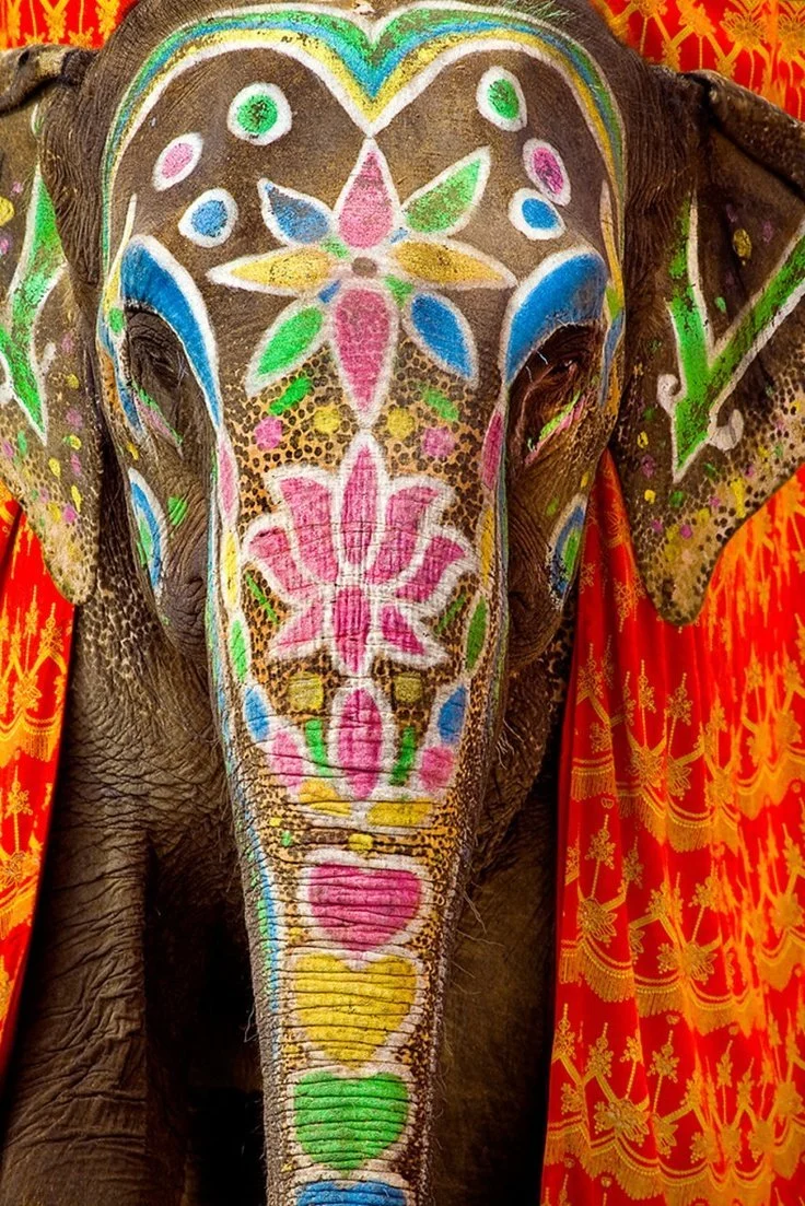elephant.jpg