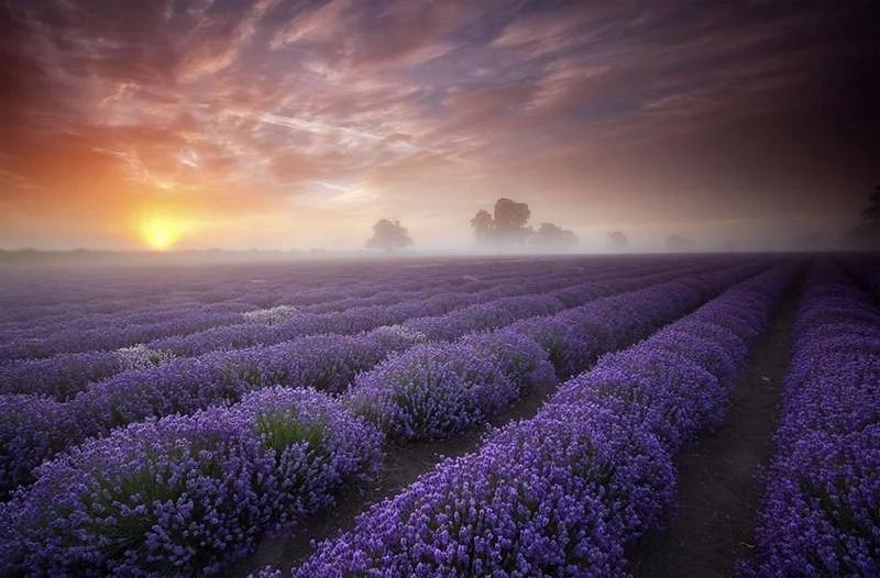 lavender.jpg