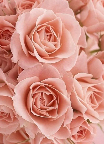roses.jpg