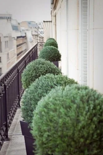 boxwoods.jpg