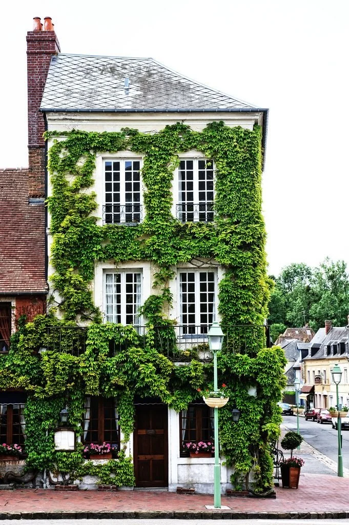 ivy.jpg