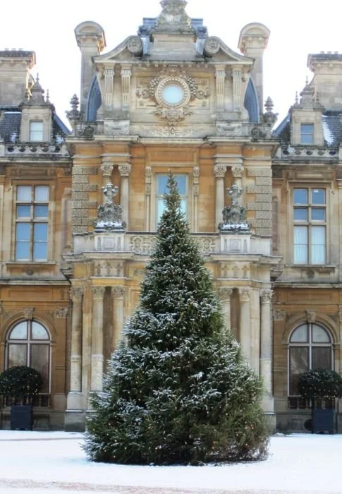 tree.jpg