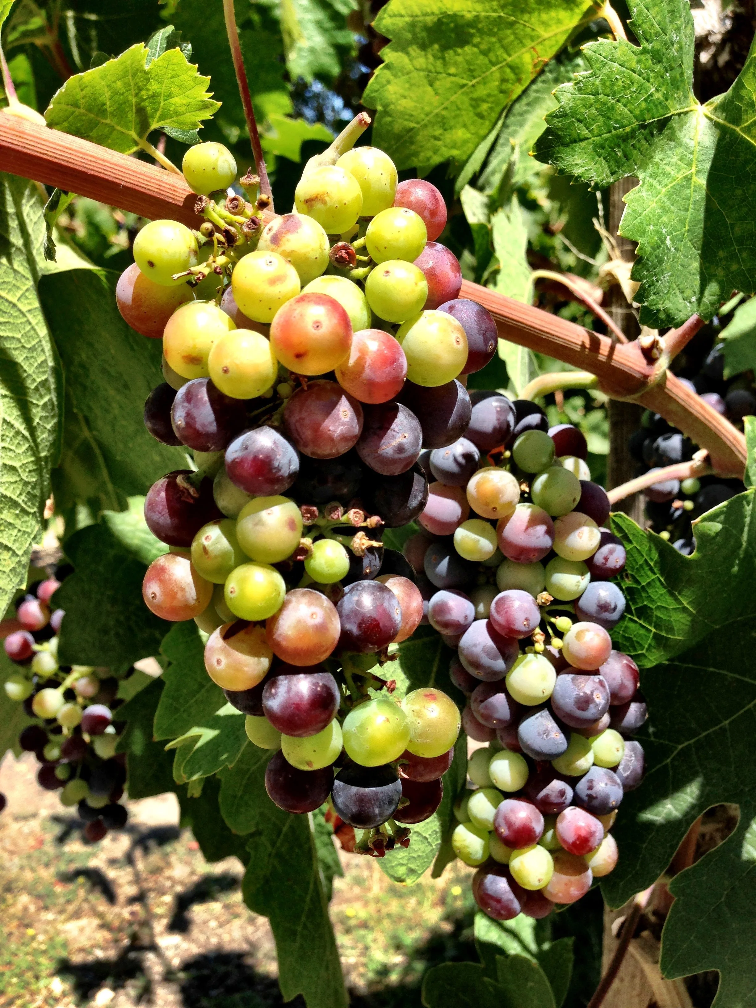 grapes.jpg